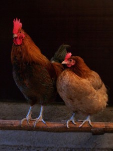 800px-Female_pair
